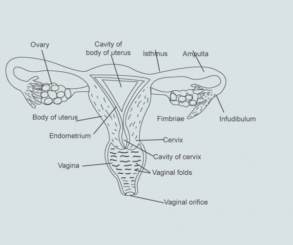 cervix diagram images