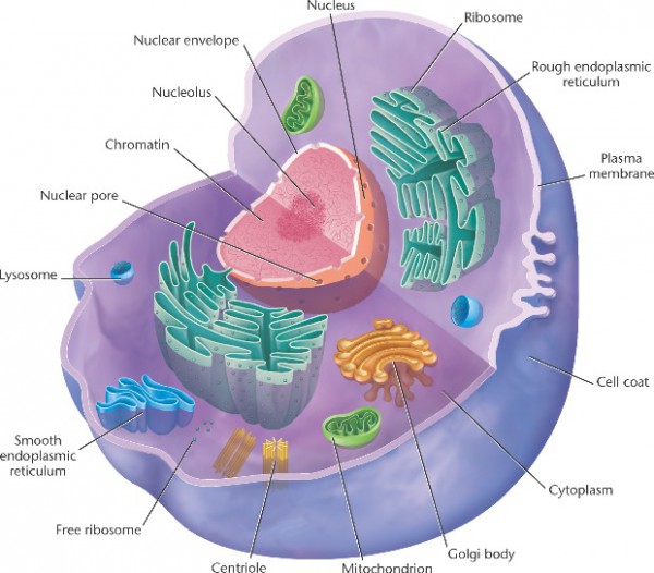 diagram of animal cell for kids