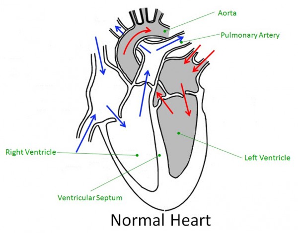 diagram of the heart with labels