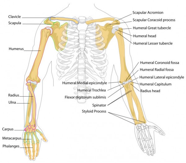 diagram of the human body with labels