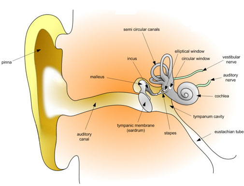 ear diagram and functions