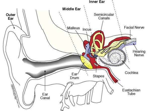 ear diagram clip art