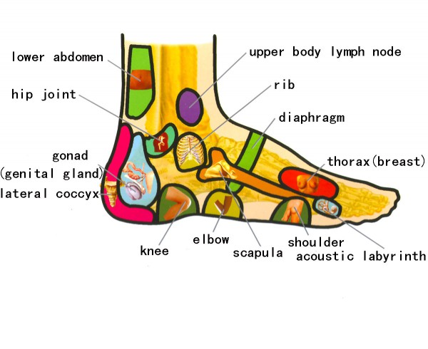 foot diagram for medical documentation