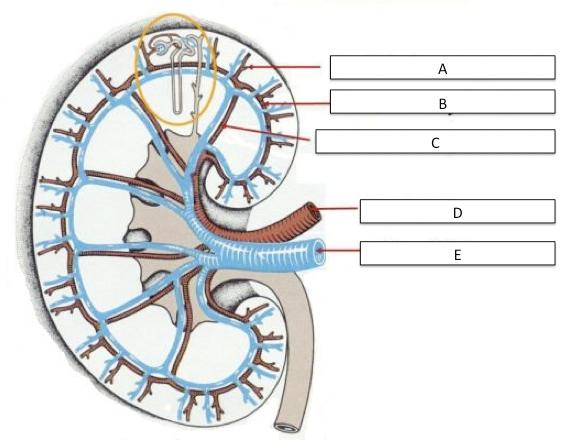 kidney diagram worksheet