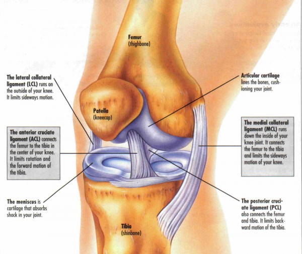 knee diagram front view