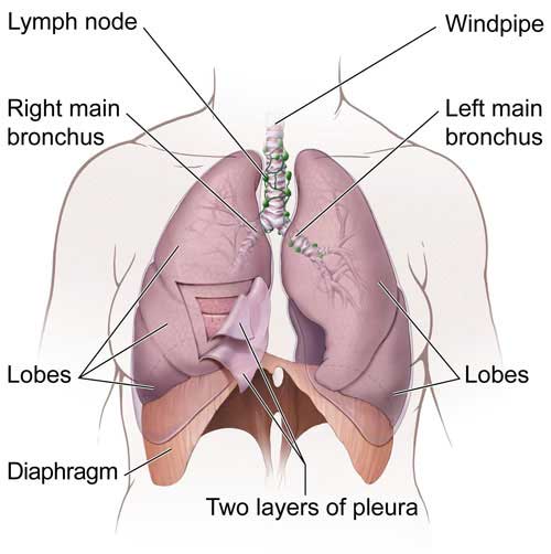 lung diagrams for kids