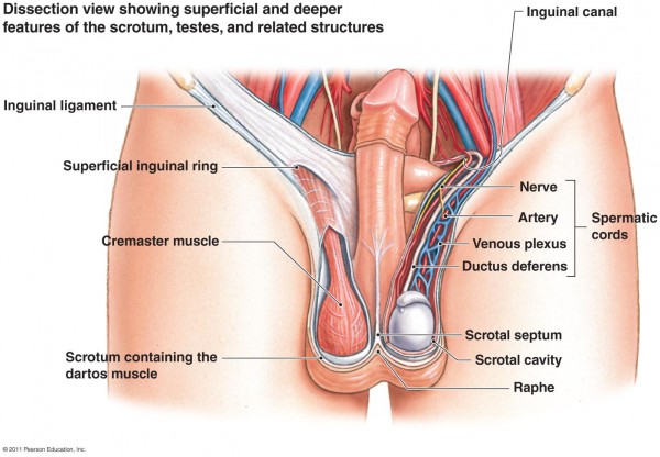 male reproductive system diagram quiz