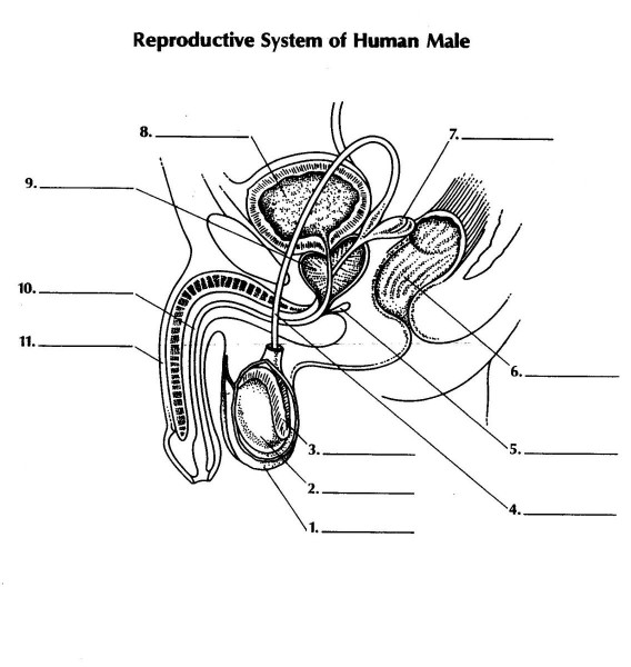 male reproductive system diagram worksheet