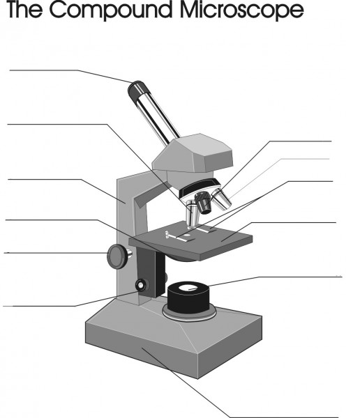 microscope diagram worksheet