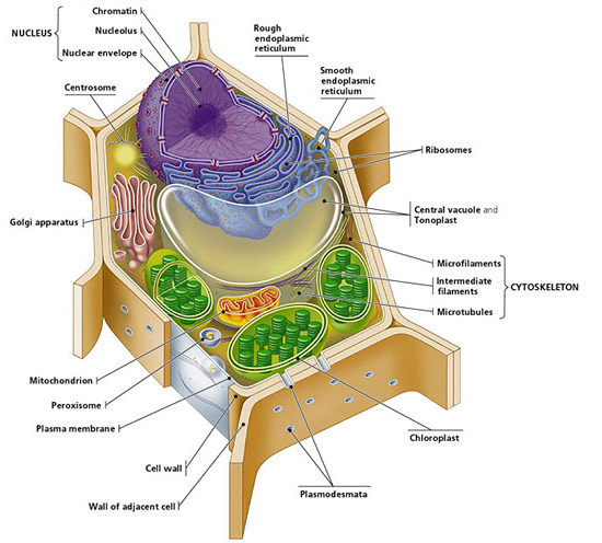 plant cell diagram for kids