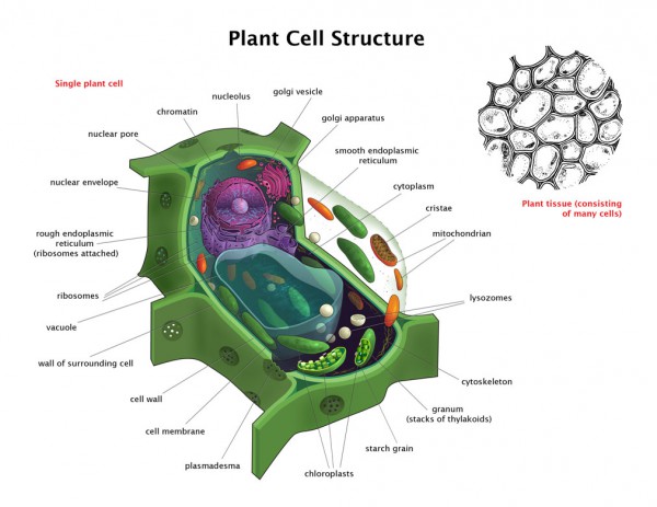 plant cell diagram with labels