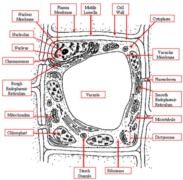 plant cell diagram worksheet