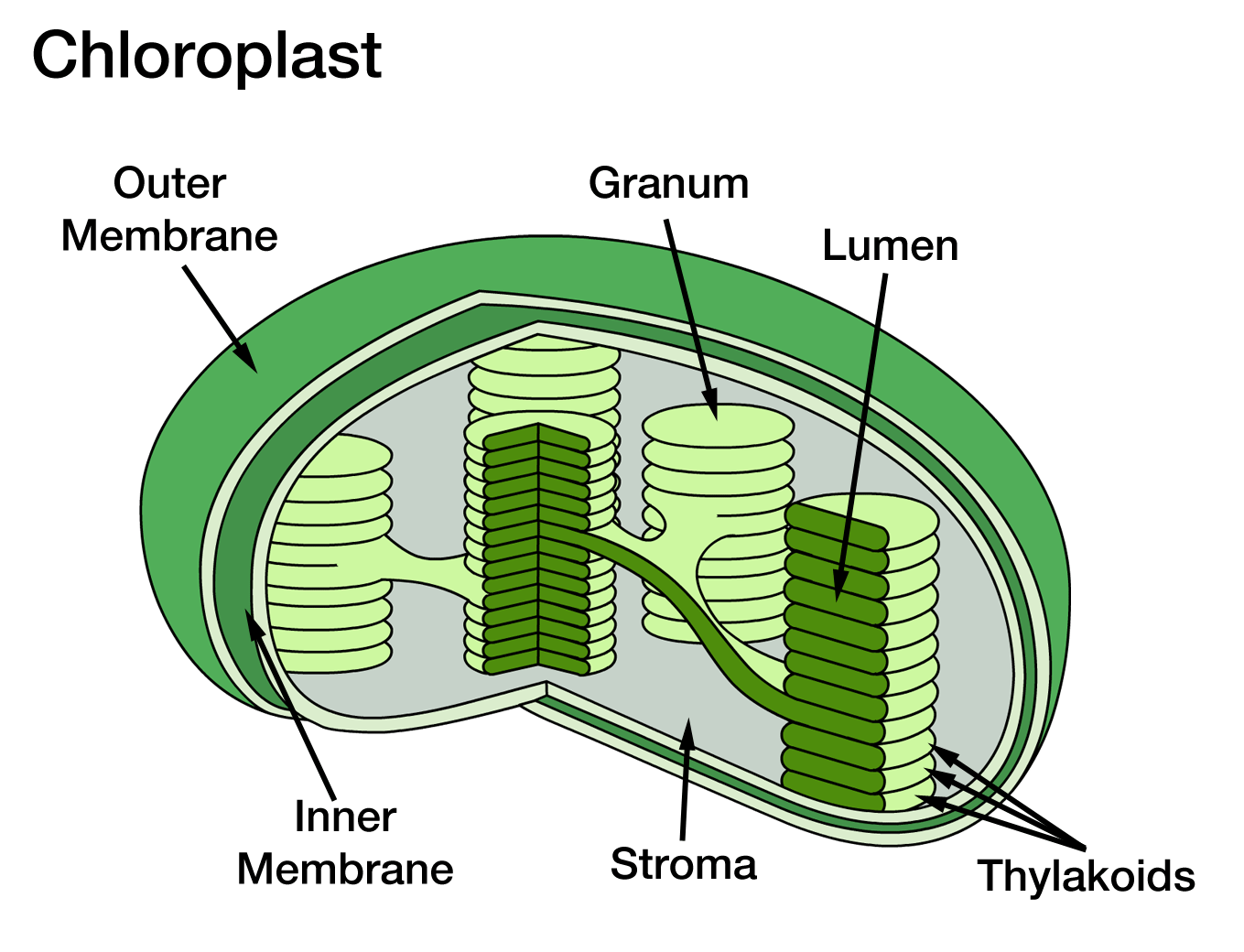 chloroplast diagram labeled