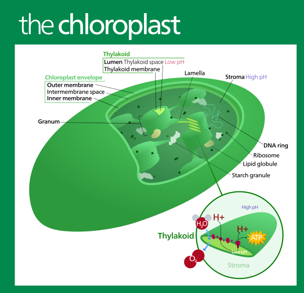 chloroplast diagram to label