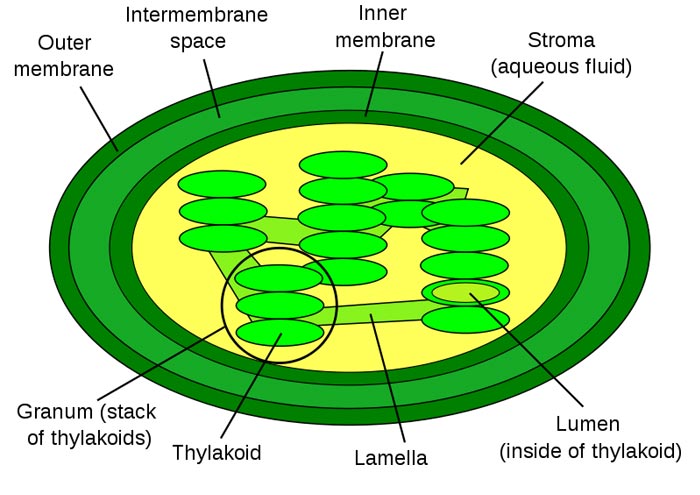 chloroplast diagram unlabeled
