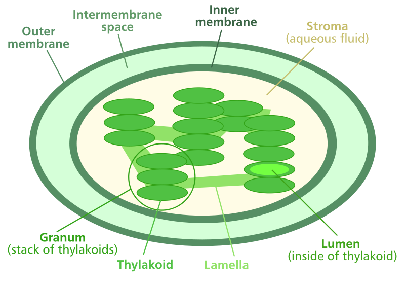 chloroplast diagrams a and b