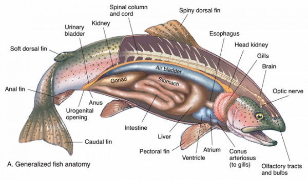 fish diagram worksheet