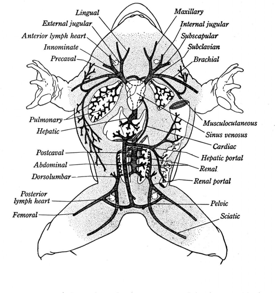 frog diagram internal organs