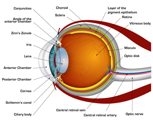 human eye diagram for kids