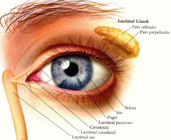 human eye diagram labeled