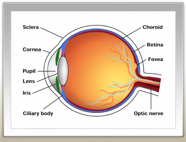 human eye diagram large pictures