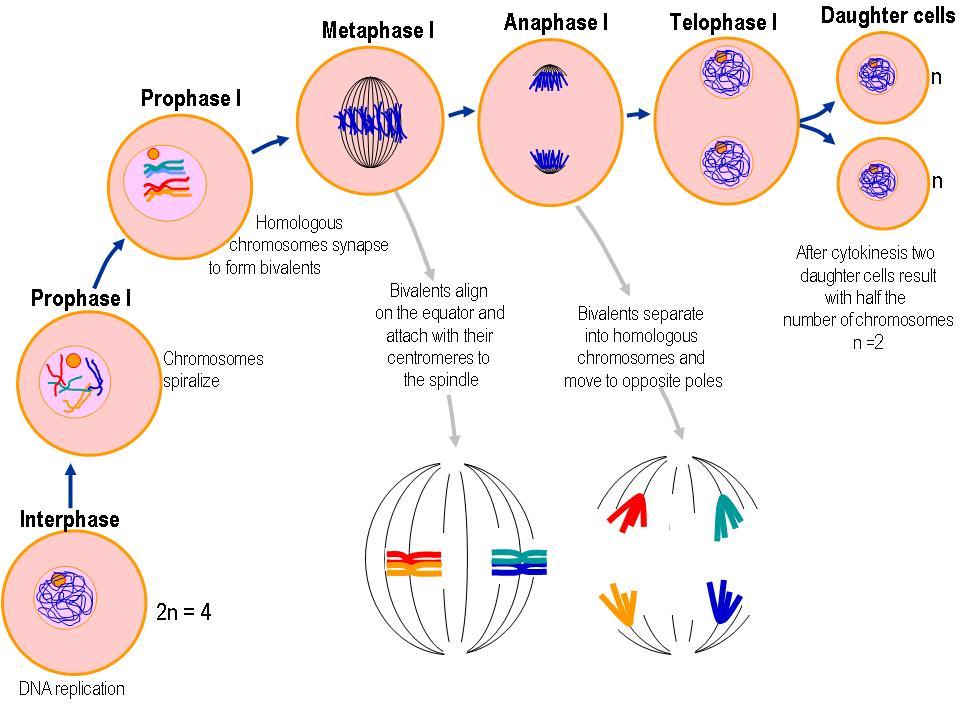 meiosis diagram stages