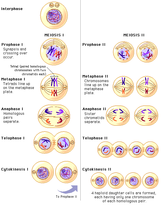 meiosis diagram worksheet