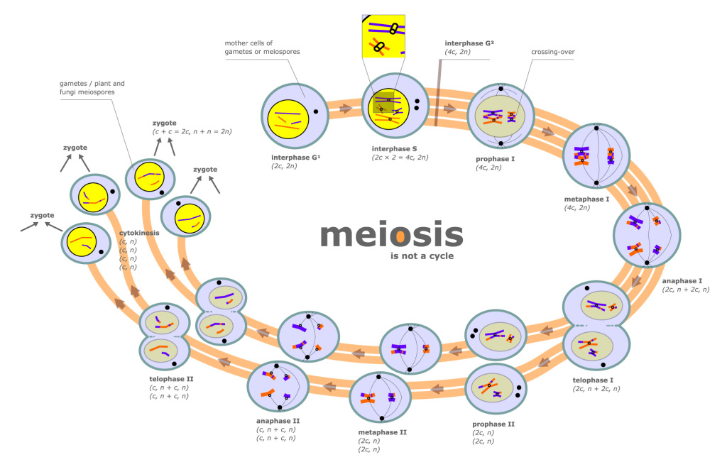 meiosis diagrams to color