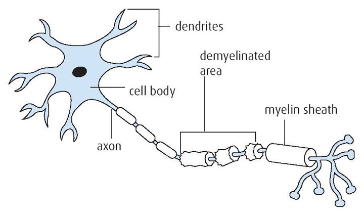 nerve cell diagram labeled