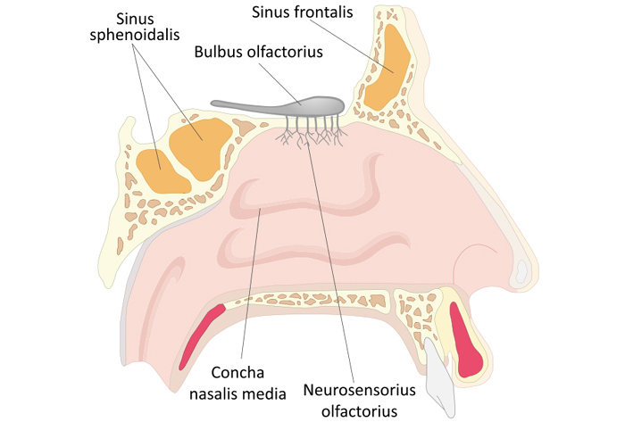 nose diagram with labels