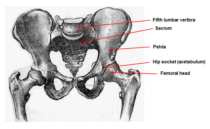 pelvis diagram side view
