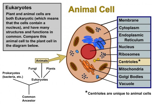 plant and animal cell diagram worksheets