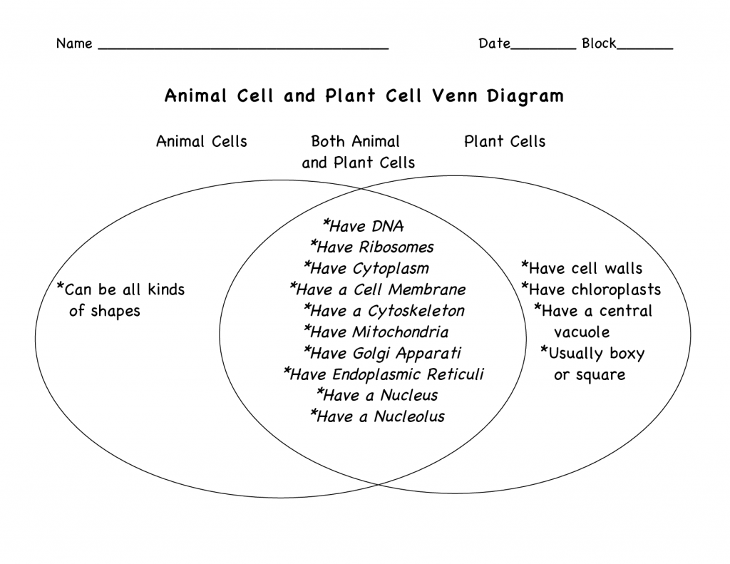 plant and animal cell diagrams for kids