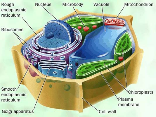 plant and animal cell diagrams to label