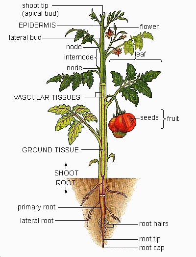 plant diagrams for kids