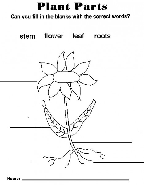 plant diagrams to label