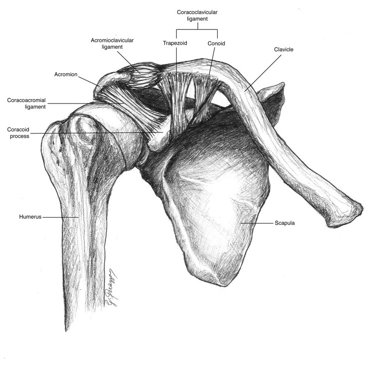 shoulder diagram injury