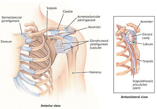 shoulder diagram muscles