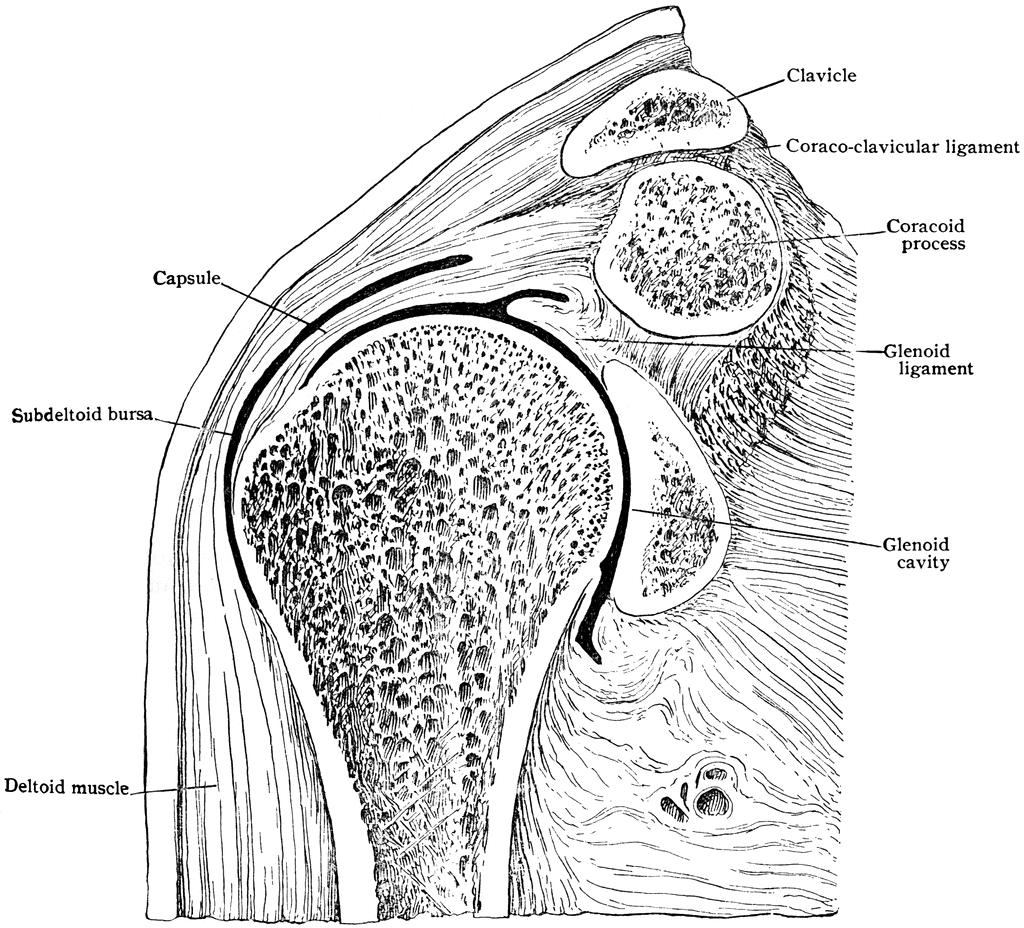 shoulder diagram picture