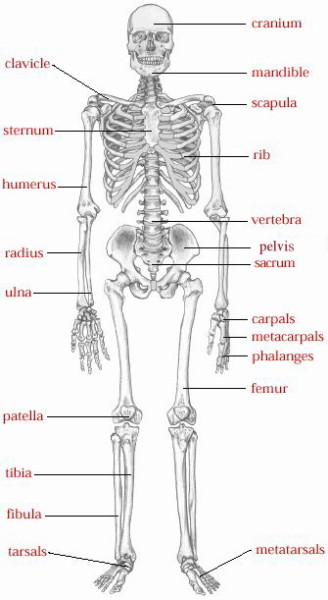 skeletal system diagram for kids