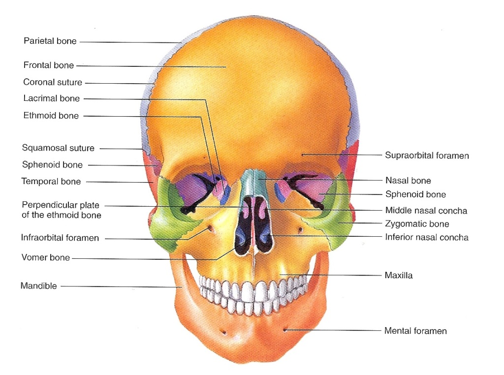 skull diagram quiz