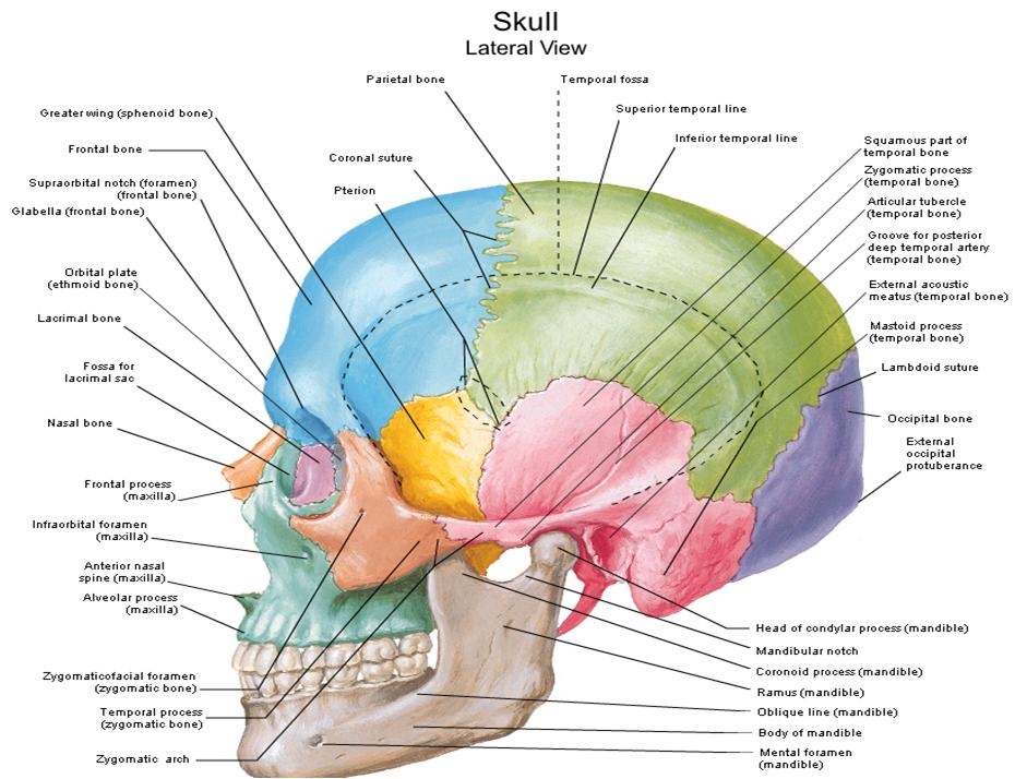 skull diagram to label