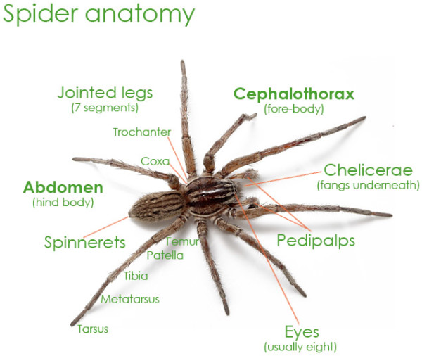 spider diagram for kids