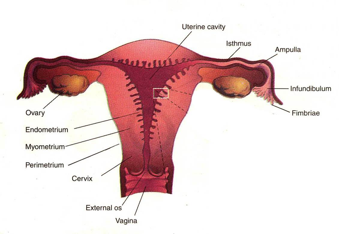 uterus diagram 5