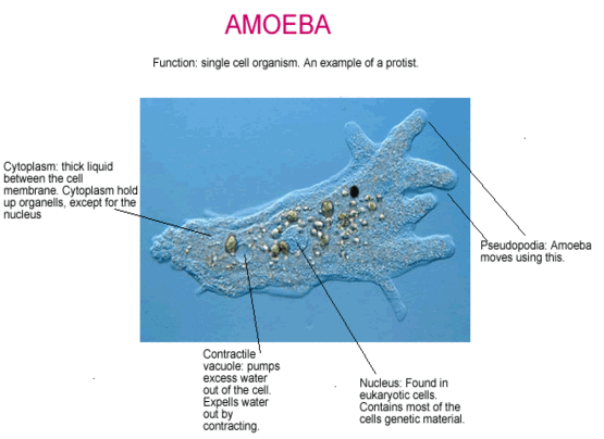 amoeba diagram 1