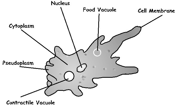 amoeba diagram labeled