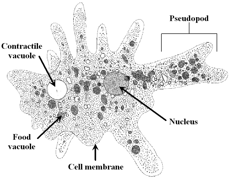 amoeba diagram pics