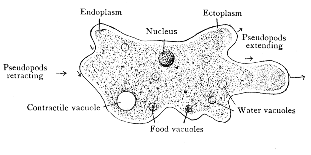 amoeba diagram