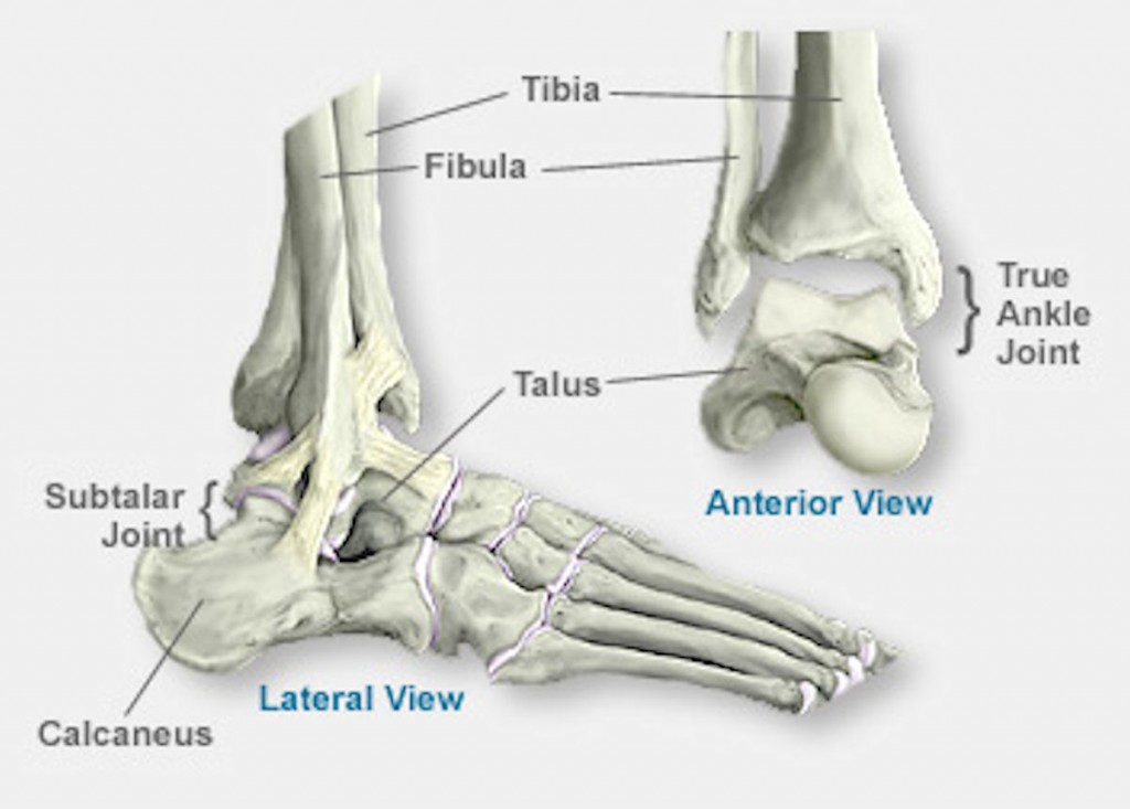 ankle diagram anatomy