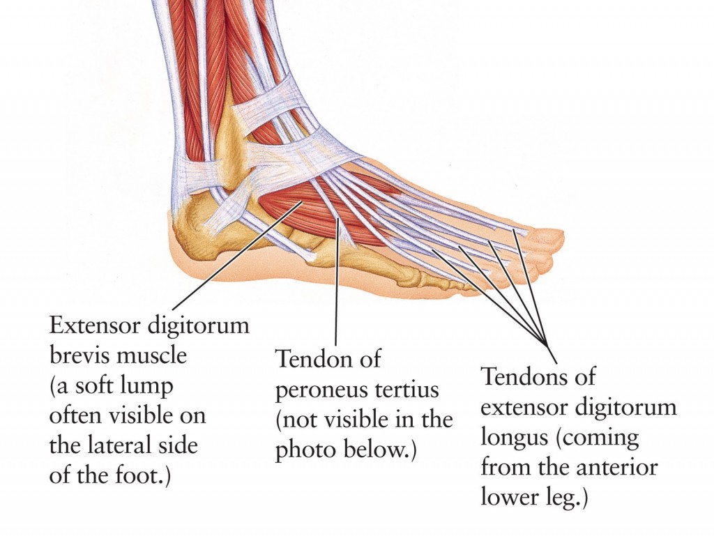 ankle diagram pain
